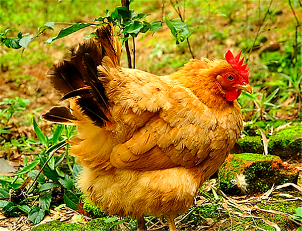 卢比奥20+7,西班牙95-75大胜阿根廷夺男篮世界杯冠军|xiongmao体育(图4) xiongmao体育