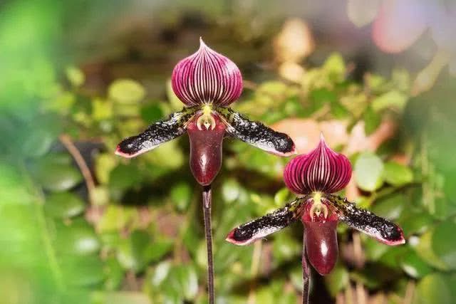 「抢先看」耐克SB DUNK高帮“遛狗人”将于今年4月20日公布‘熊猫体育’(图3) panda sports