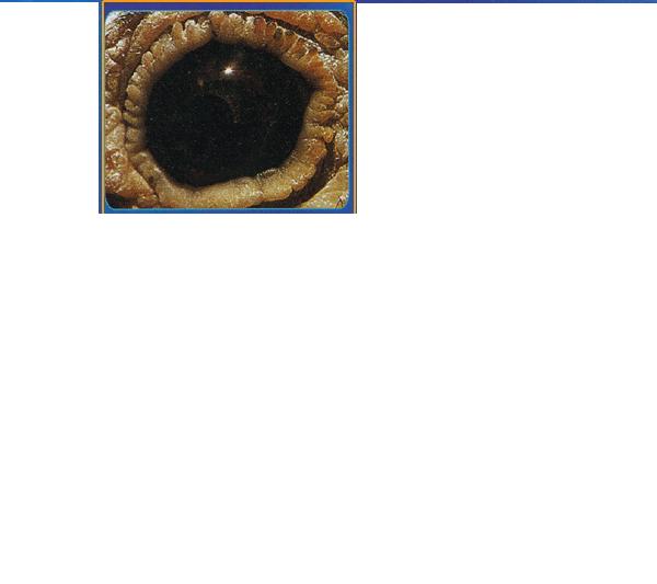 「抢先看」耐克SB DUNK高帮“遛狗人”将于今年4月20日公布‘熊猫体育’(图4) xiongmao体育