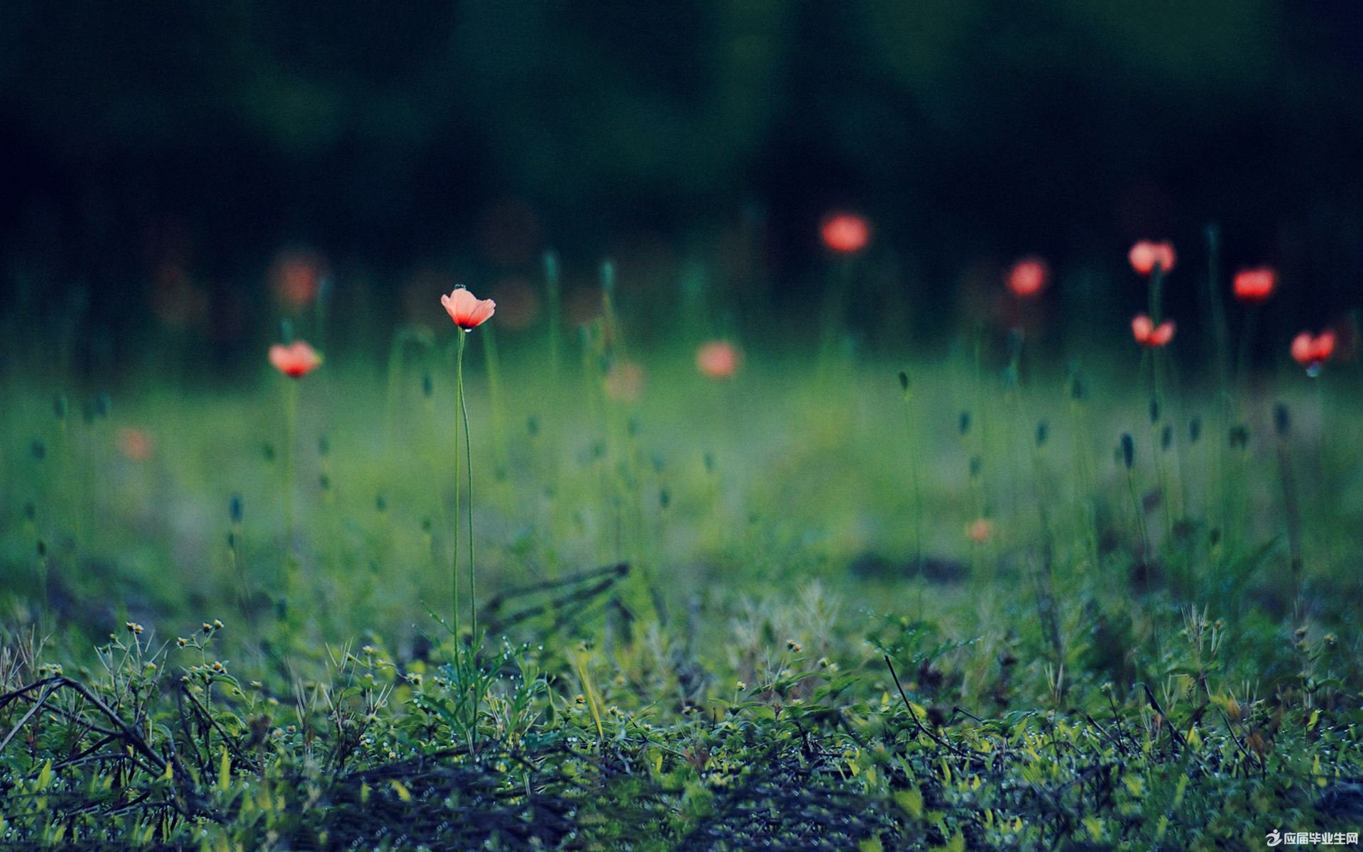 “panda sports”不管林有有多讨厌,男观众也喜欢她,这就是男子和女人的最大区别(图3) panda sports